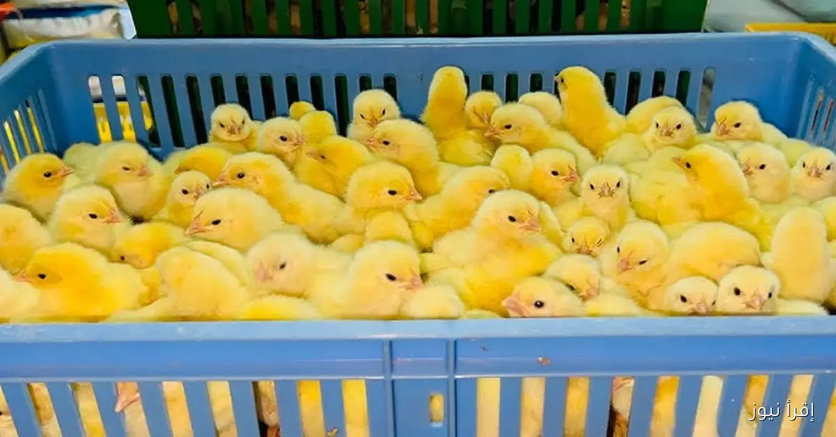 الساسو بكام؟ .. سعر الكتكوت الابيض اليوم السبت 8-11-2025 اخر تحديث